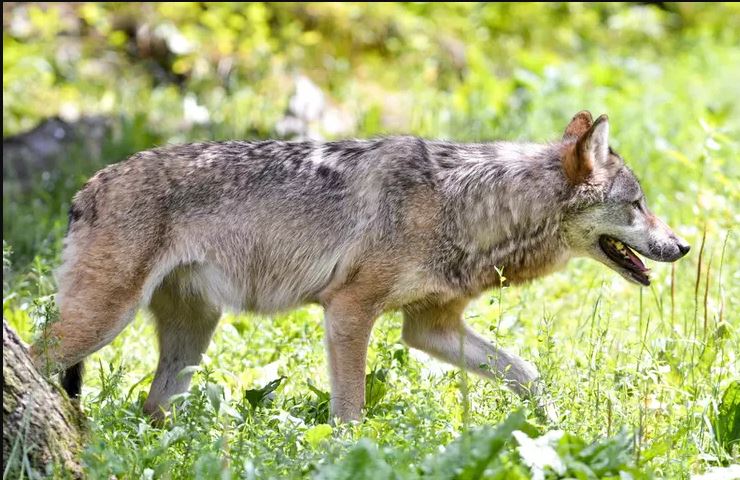 Lire la suite à propos de l’article Soyez vigilants notamment vis-à-vis du loup.